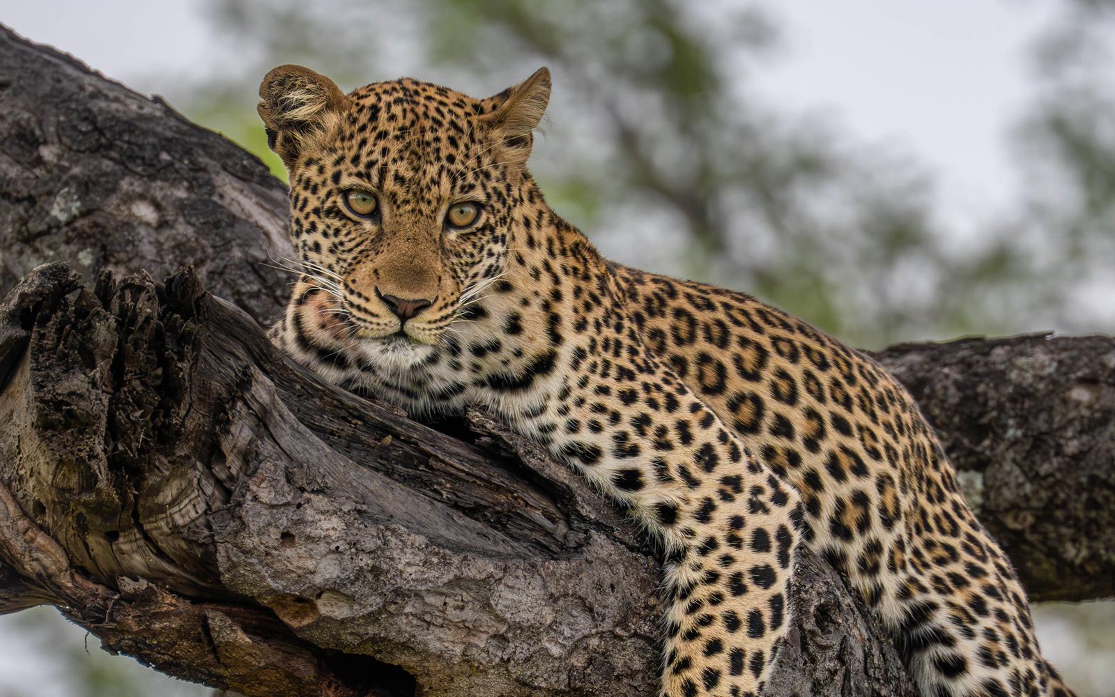 Leopard resting on a branch, Greater Kruger